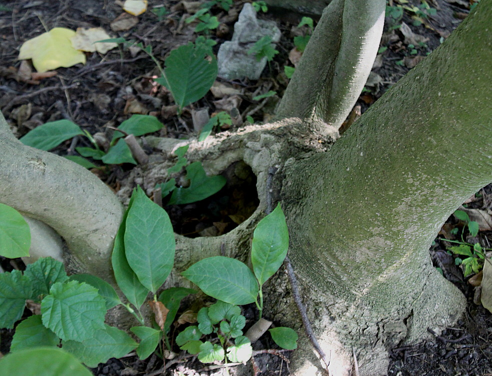 Image of Magnolia &times; soulangeana specimen.