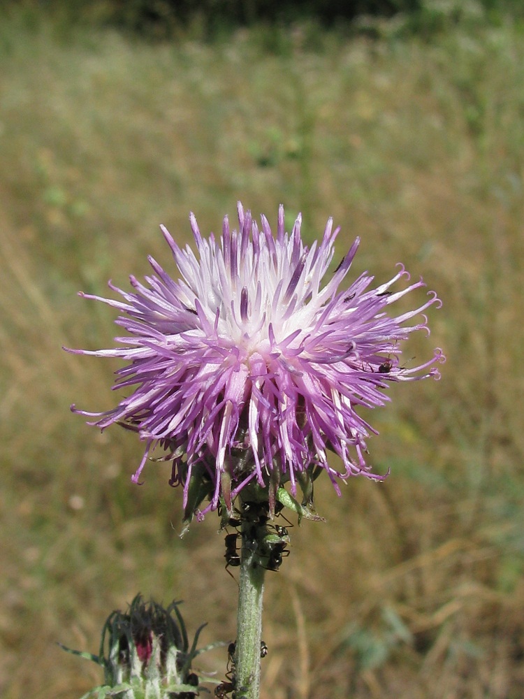 Изображение особи Jurinea pseudocyanoides.