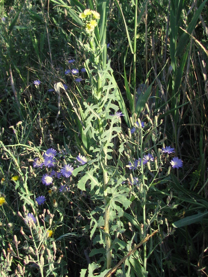 Изображение особи Lactuca serriola.