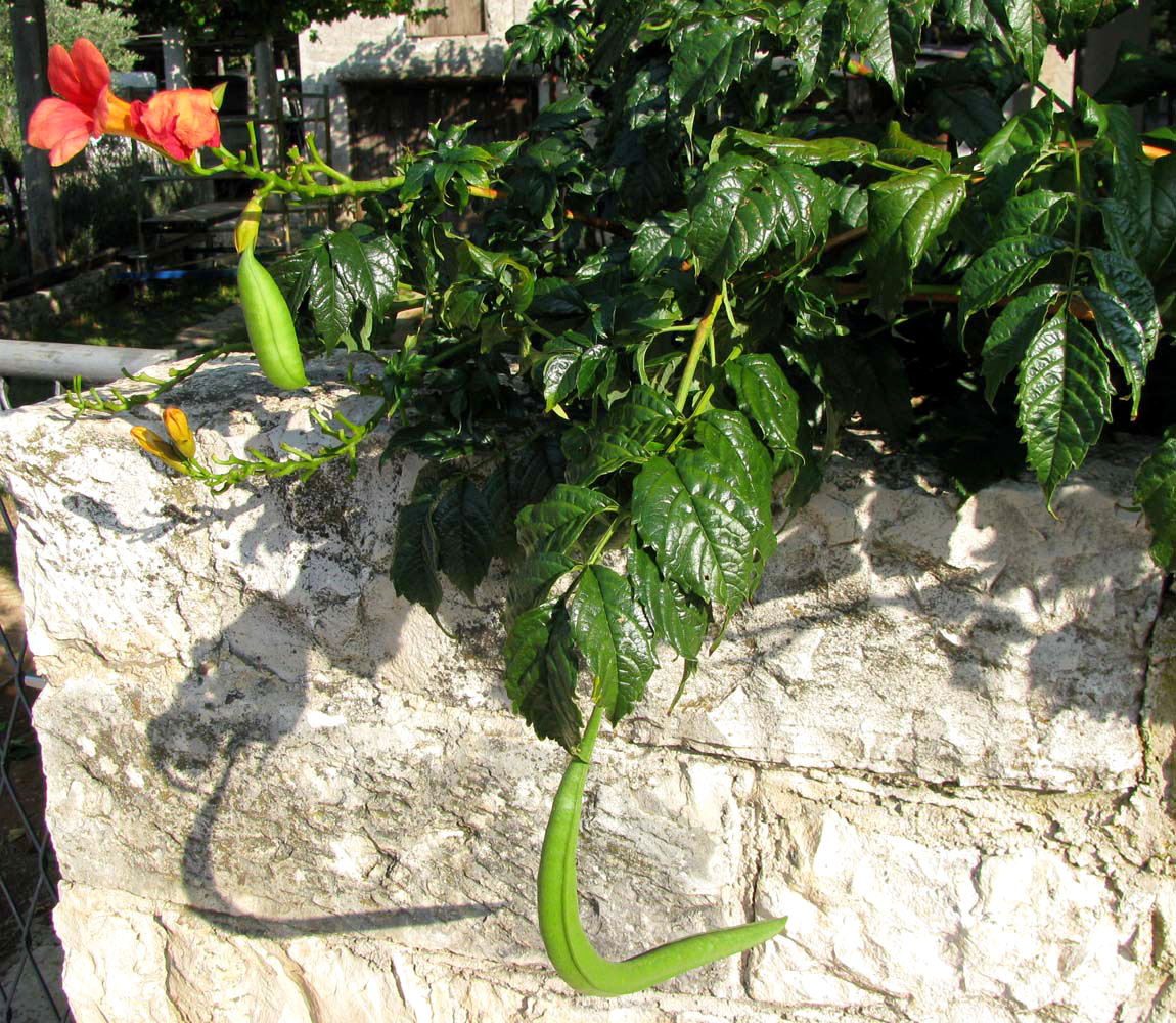 Image of Campsis radicans specimen.
