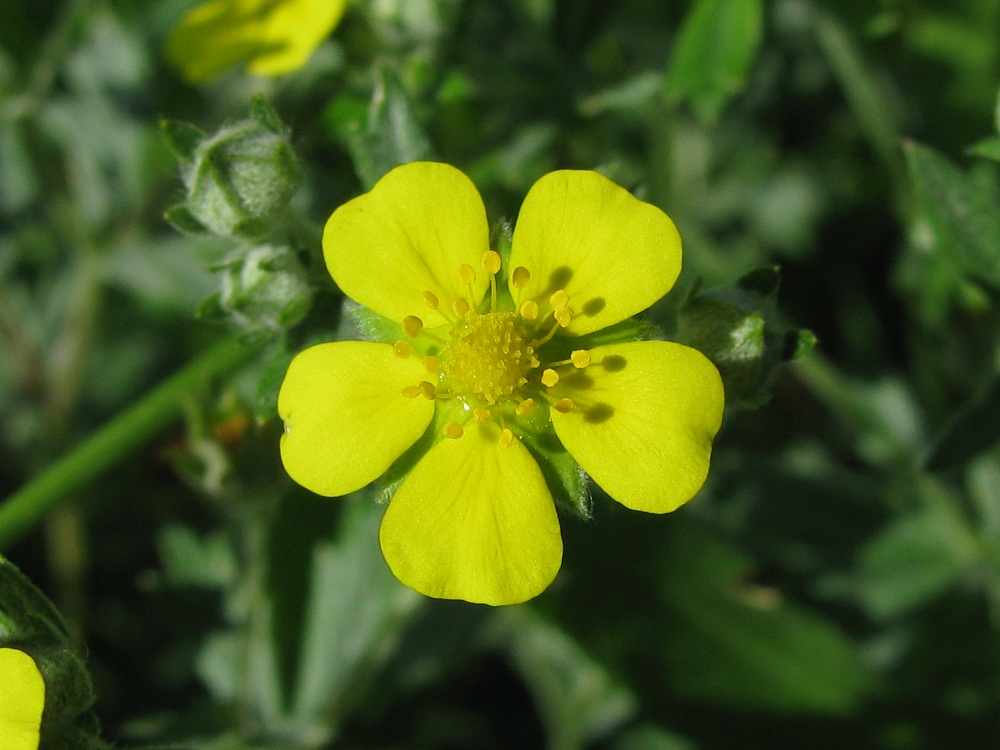 Изображение особи Potentilla argentea.