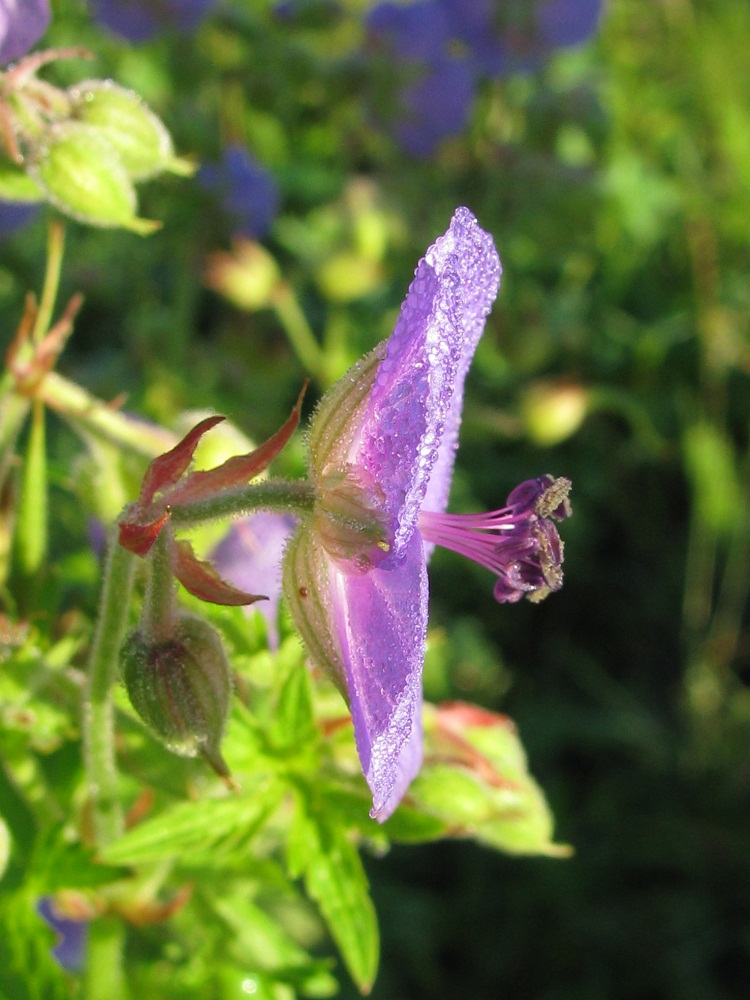 Изображение особи Geranium pratense.