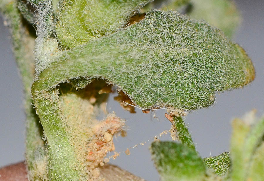 Image of Anastatica hierochuntica specimen.