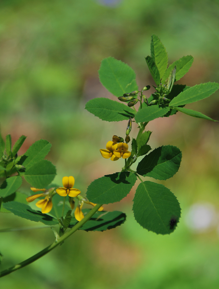 Изображение особи Melilotoides platycarpos.