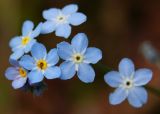род Myosotis