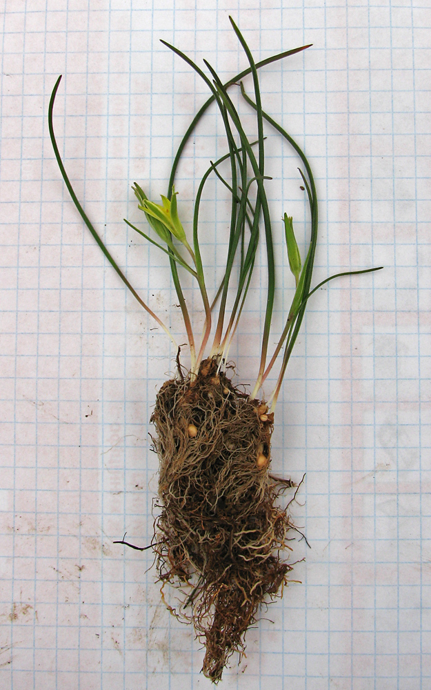 Image of Gagea artemczukii specimen.