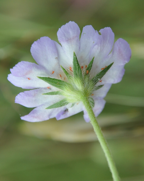 Image of Lomelosia brachiata specimen.