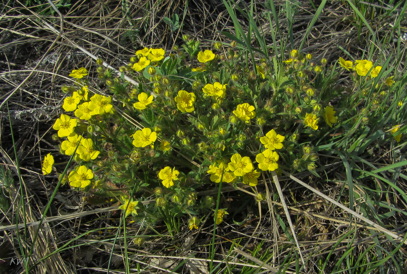 Изображение особи род Potentilla.