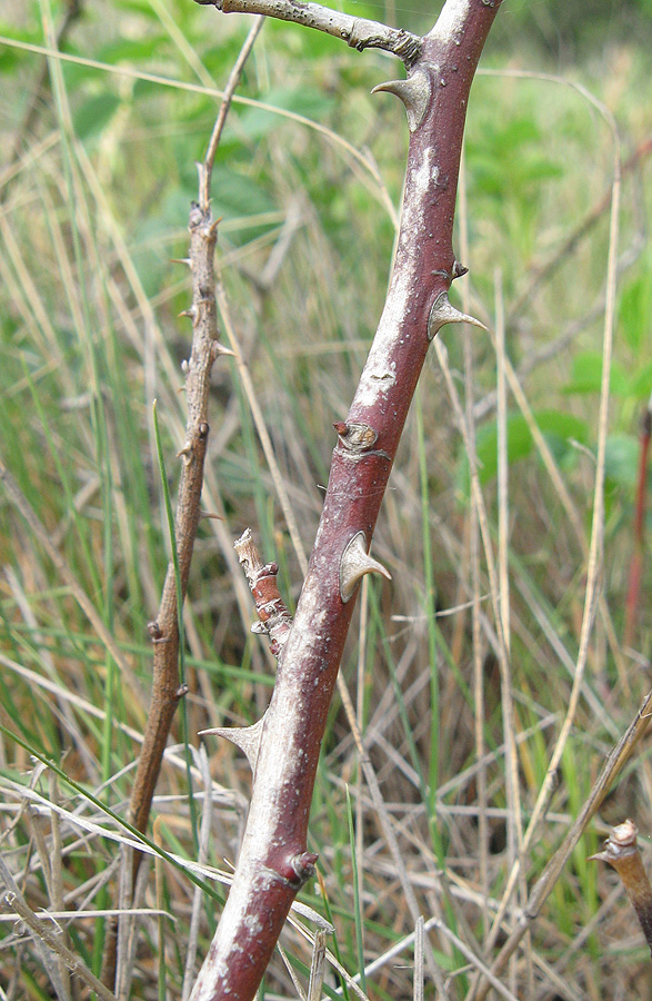 Image of Rosa marginata specimen.