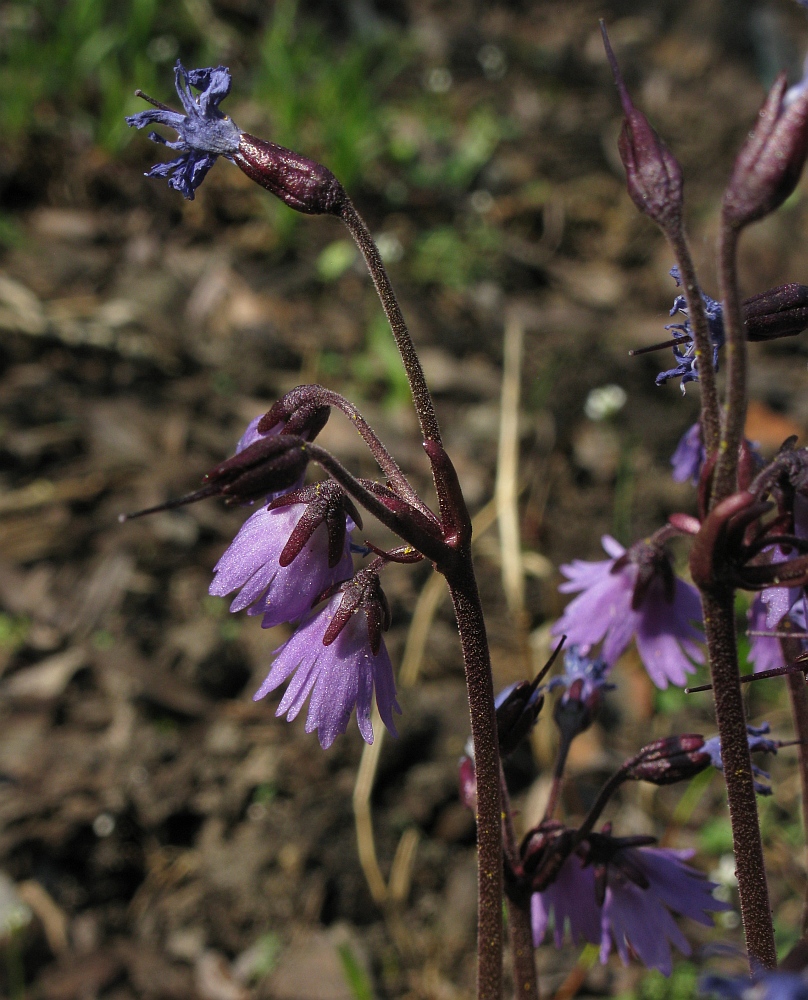 Image of genus Soldanella specimen.