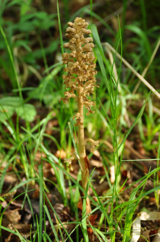 Image of Neottia nidus-avis specimen.