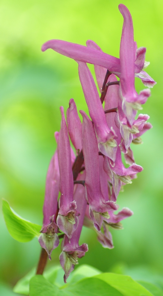 Изображение особи Corydalis macrantha.