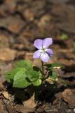 Viola riviniana