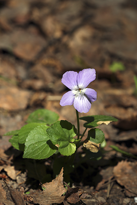 Изображение особи Viola riviniana.