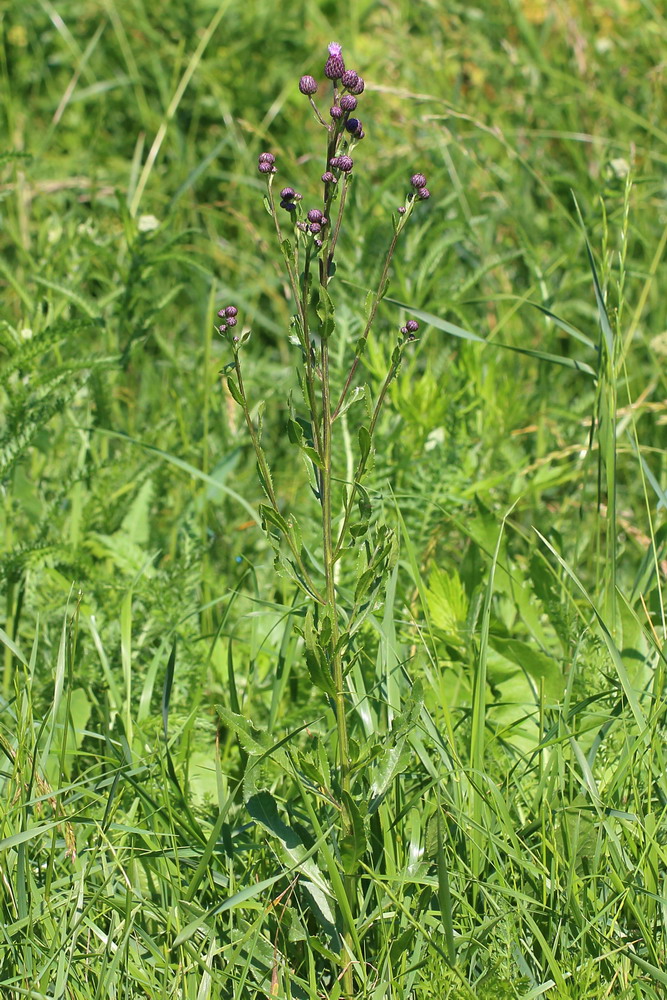 Image of Cirsium setosum specimen.