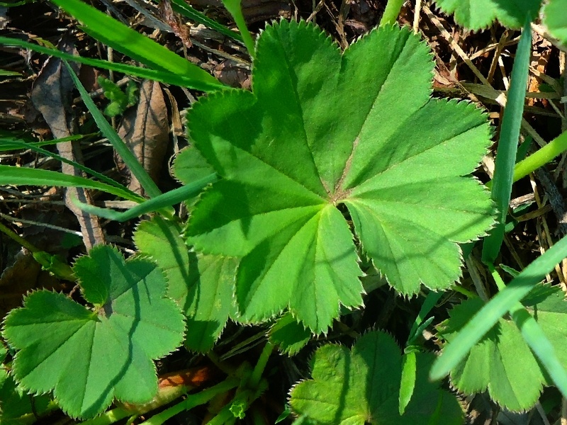 Image of Alchemilla subcrenata specimen.