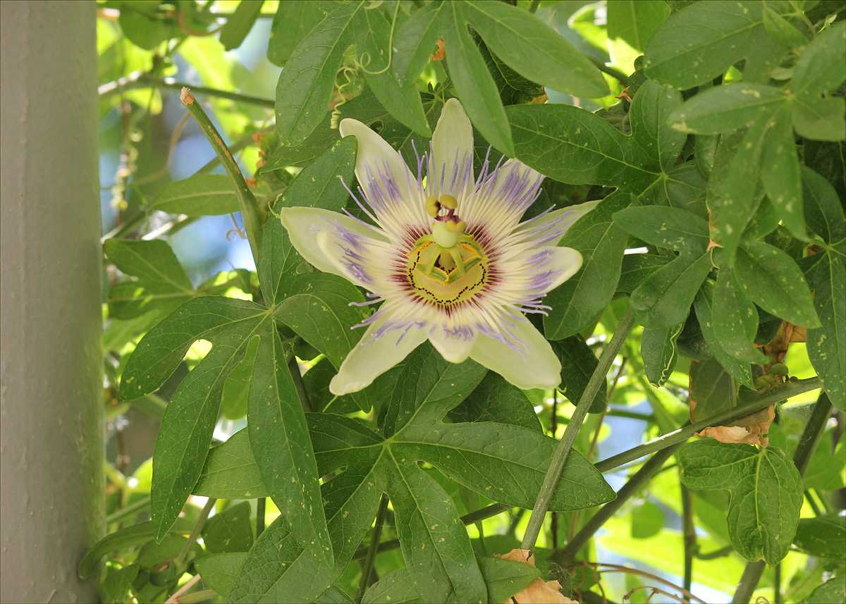 Изображение особи Passiflora caerulea.