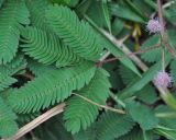 Mimosa pudica. Часть побега с листом и отцветающими соцветиями. Таиланд, остров Пханган. 22.06.2013.