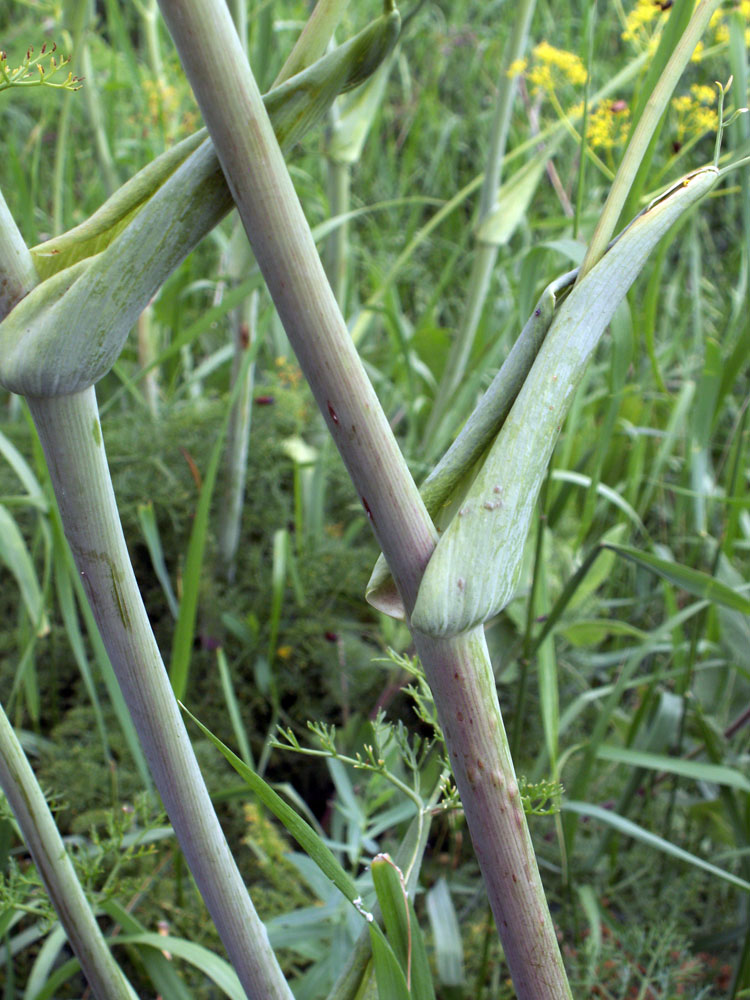 Image of Ferula tschuiliensis specimen.