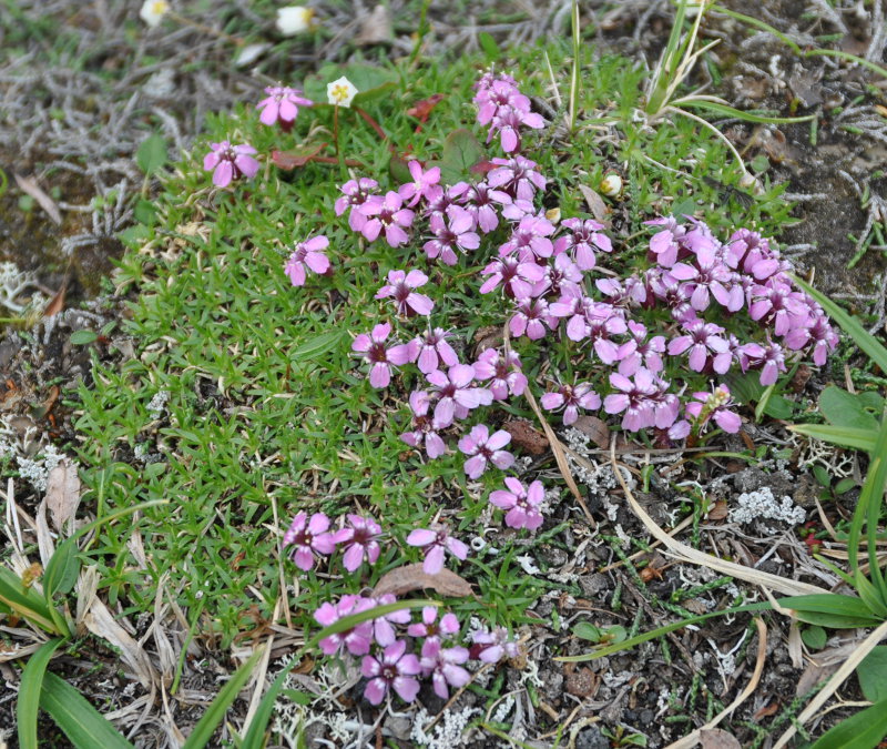 Image of Silene acaulis specimen.