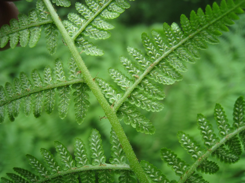 Image of Athyrium filix-femina specimen.