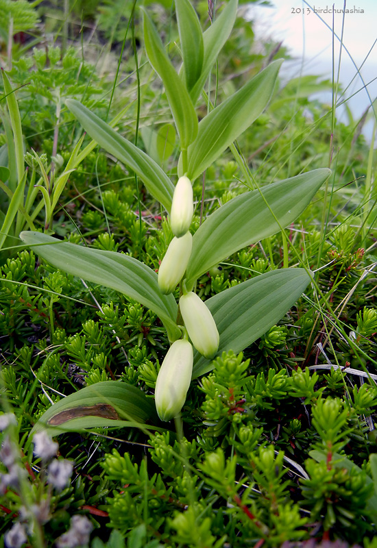 Изображение особи Polygonatum humile.