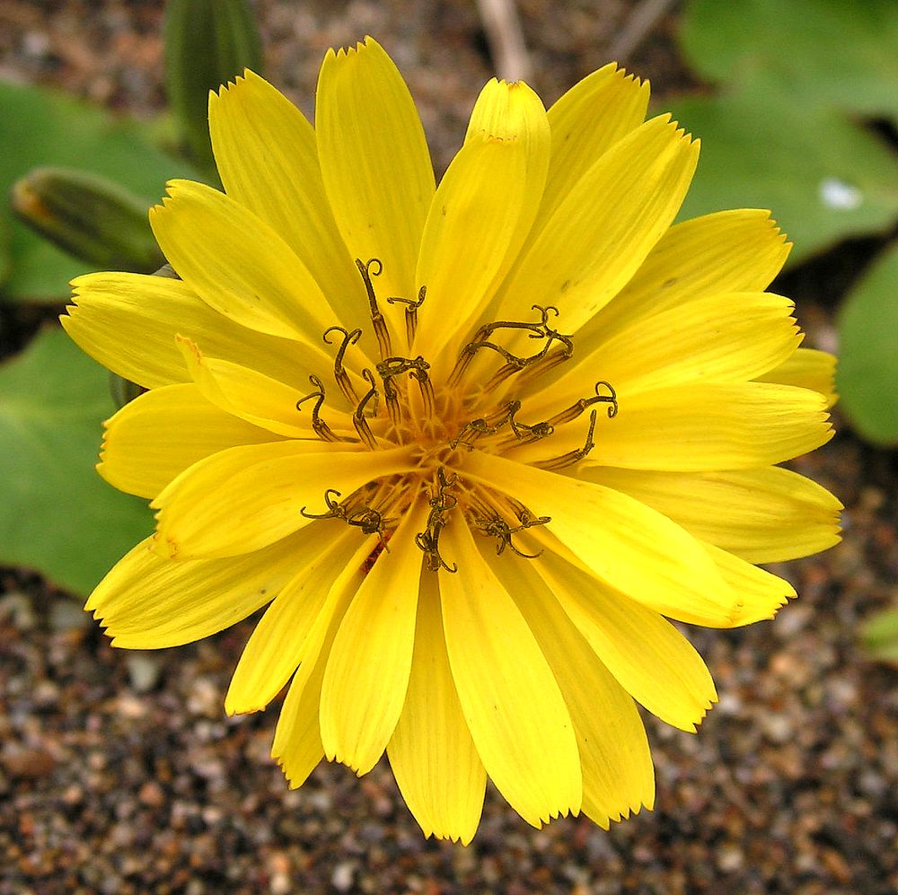 Image of Chorisis repens specimen.