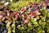 Diapensia obovata