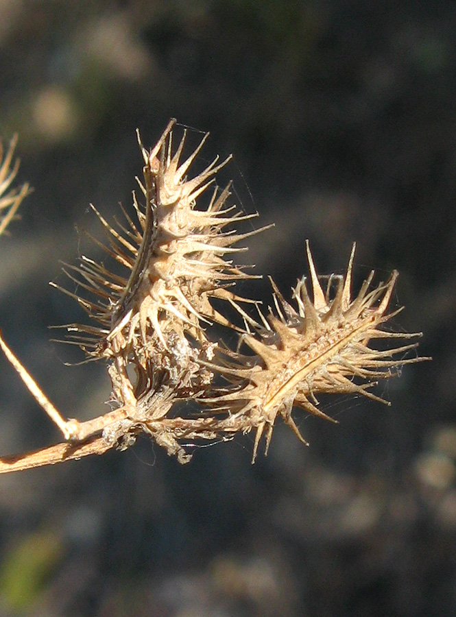 Изображение особи Astrodaucus littoralis.