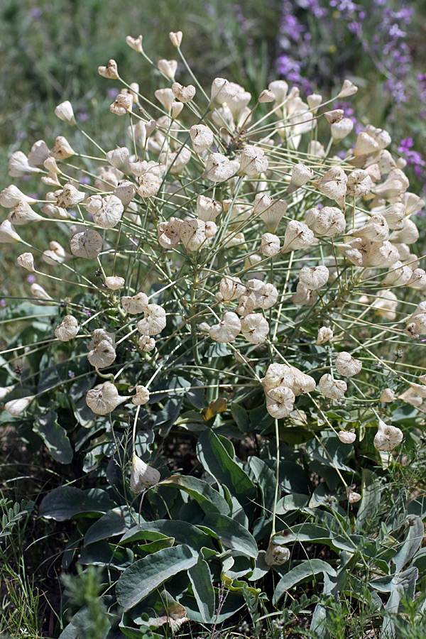 Image of Leontice ewersmanni specimen.