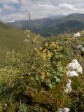 Alchemilla sericata