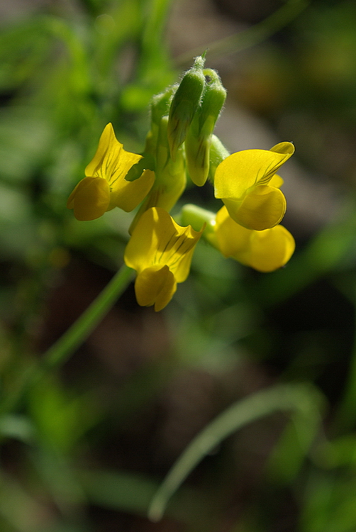 Изображение особи Lathyrus pratensis.