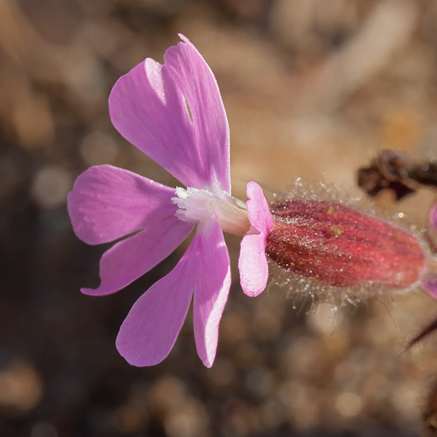 Изображение особи Melandrium dioicum.