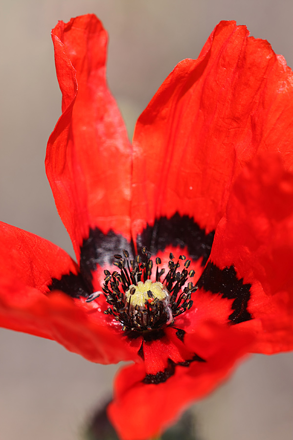 Изображение особи Papaver pavoninum.