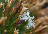 Dianthus arenarius. Цветок и плоды. Кольский п-ов, Терский берег Белого моря. 09.08.2013.