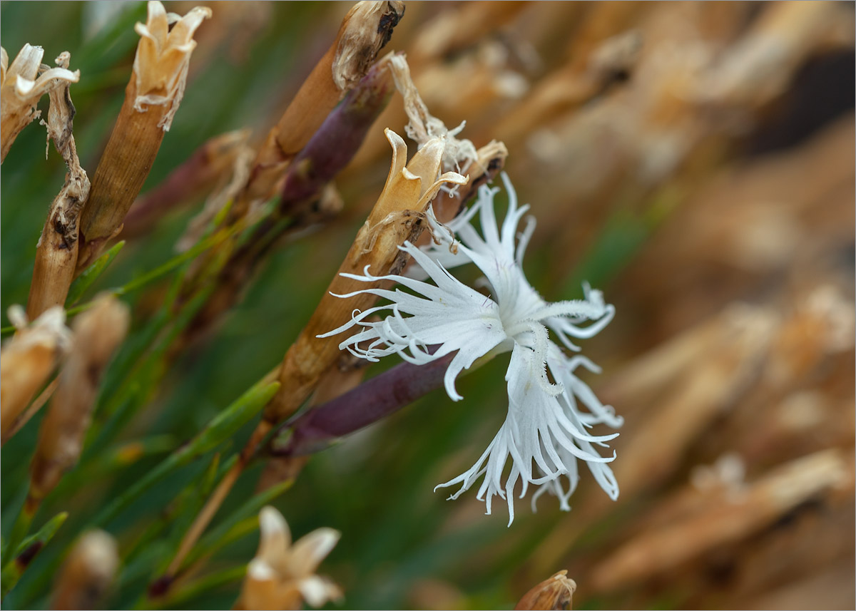 Изображение особи Dianthus arenarius.