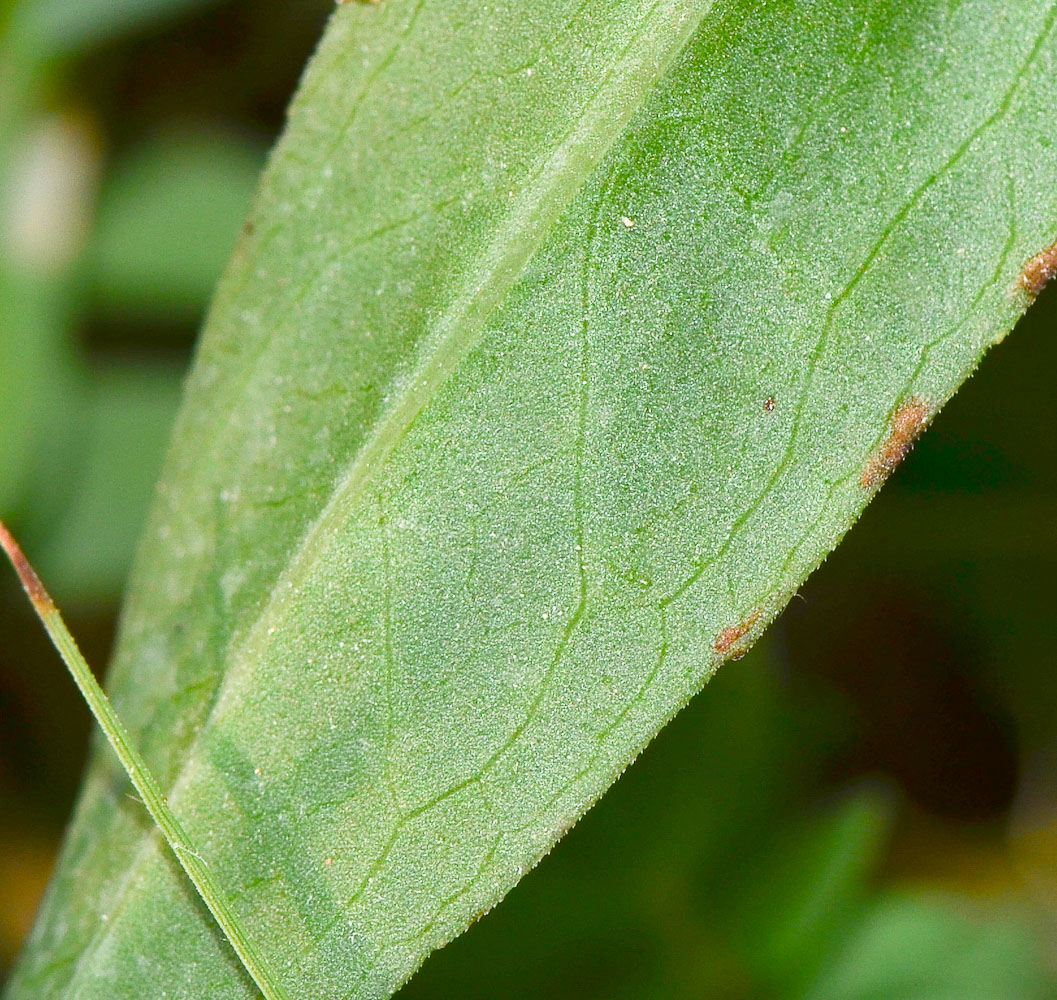Image of Symphyotrichum subulatum specimen.