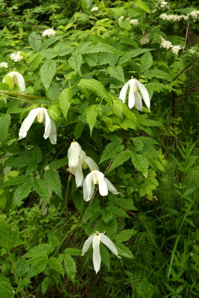 Изображение особи Atragene sibirica.