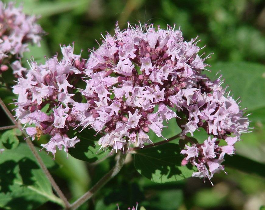 Image of Origanum vulgare specimen.