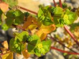 Euphorbia stricta