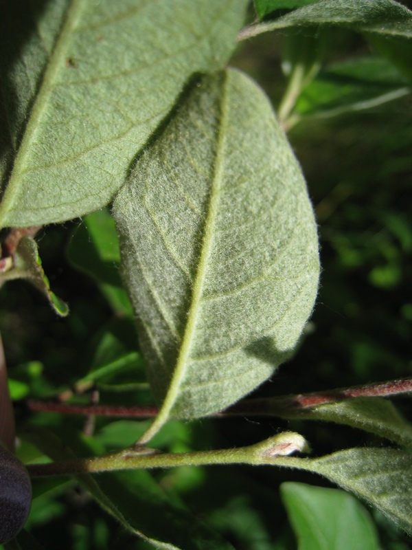 Image of Cotoneaster melanocarpus specimen.