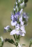 Veronica prostrata