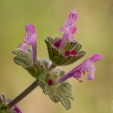 Lamium amplexicaule. Верхушка цветущего растения. Ростовская обл., Аксайский р-н, окр. хут. Александровка. 18.04.2013.