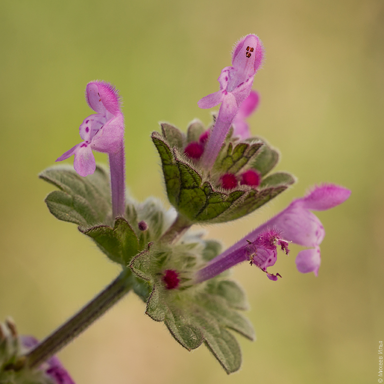 Изображение особи Lamium amplexicaule.