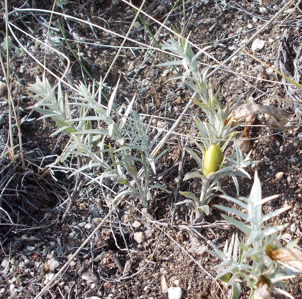 Image of Cymbaria daurica specimen.