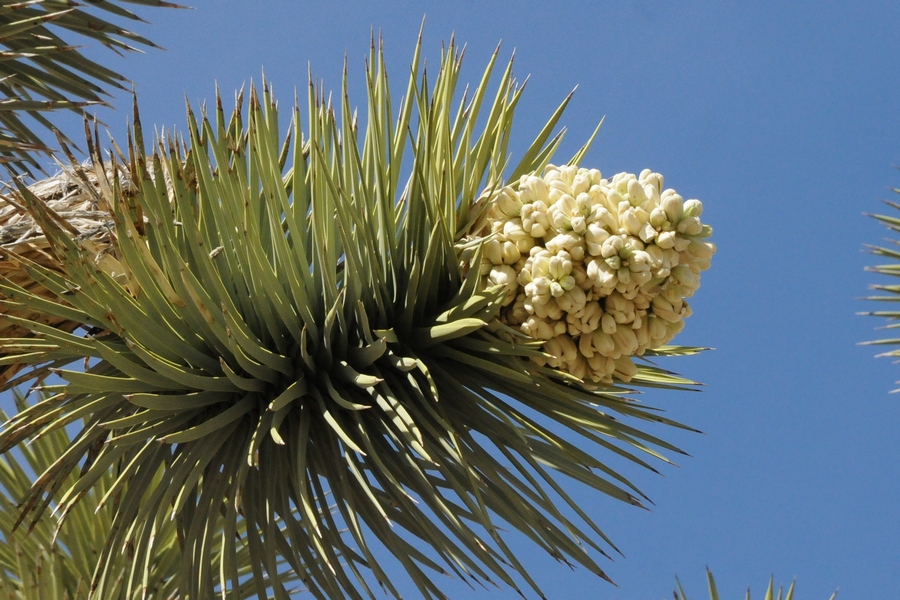 Изображение особи Yucca brevifolia.