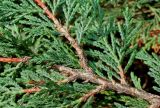 Cupressus &times; leylandii