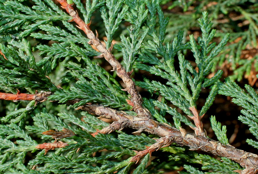 Image of Cupressus &times; leylandii specimen.