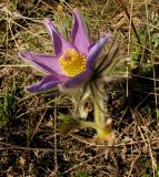 Pulsatilla turczaninovii