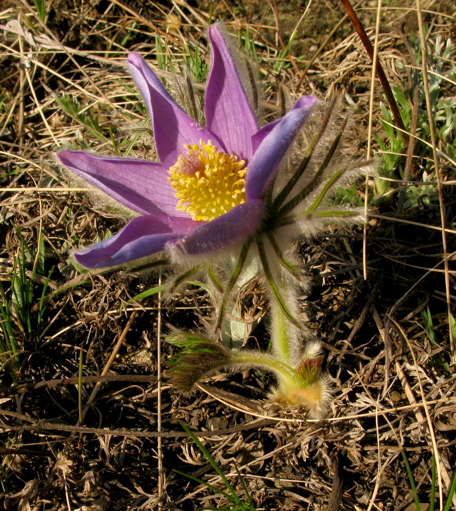 Изображение особи Pulsatilla turczaninovii.